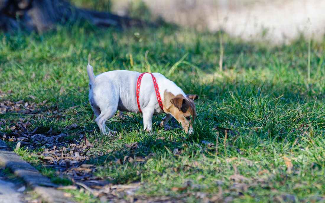 tan and white jack russell terrier stand on green grass at daytime